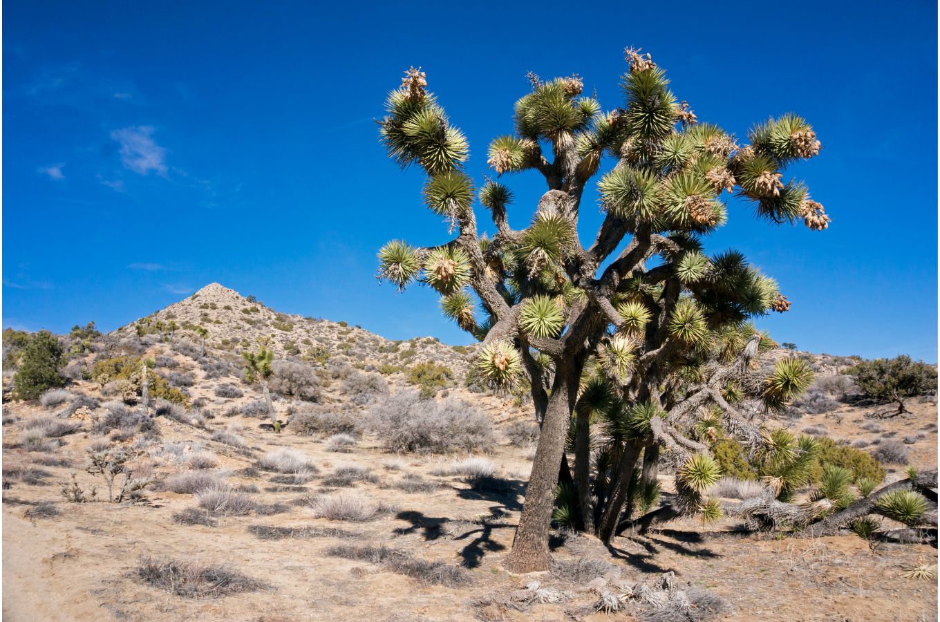 A stand of joshua trees in the California high desert on a sunny day